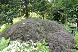 Acer palmatum disectum 'Crimson Queen' — photo 2